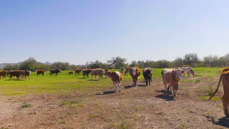 Cow-herd-walking-through-dry-dusty-way-to-a-farm