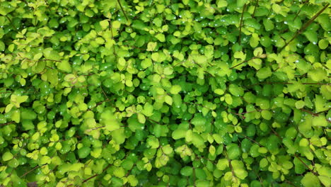 Spring-leaf-texture-top-view