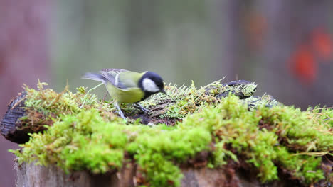 Kohlmeise-Pickte-Samen-Auf-Moosigen-Baumzweigen-Im-Wald-Und-Flog-Dann-Weg