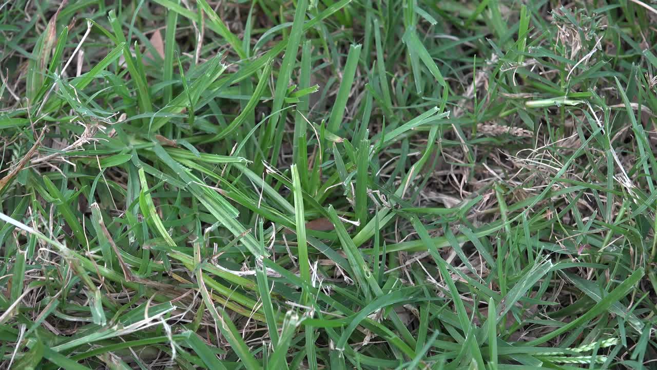 la pelota de golf de cerca