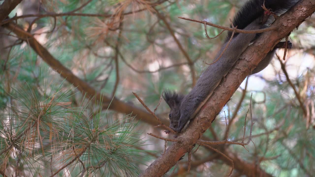ardilla arbórea acostada en una rama de pino en el bosque de yangjae, seúl, corea del sur - busque la vista de primer plano