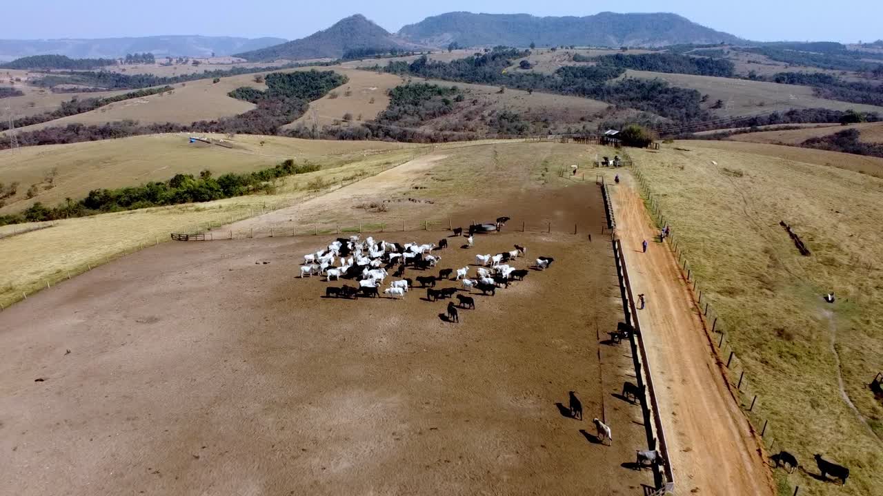 Ripresa con drone in allontanamento di bovini Nelore radunati in un recinto Kraal