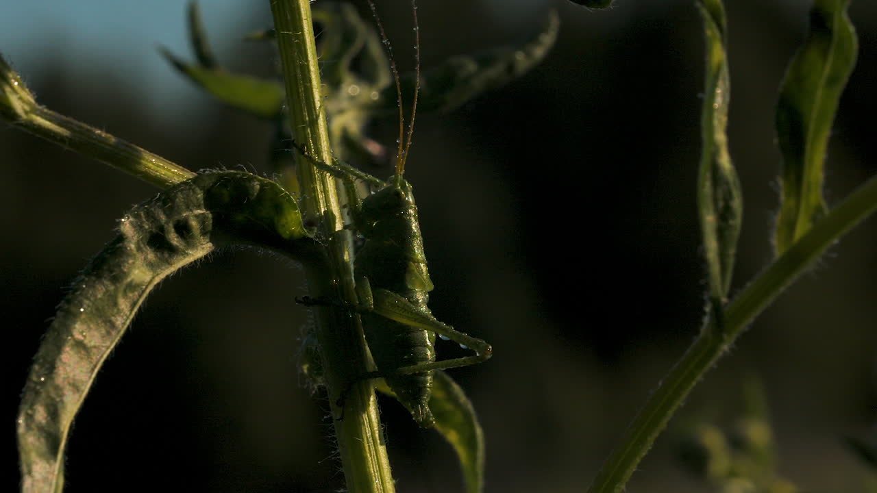 saltamontes verdes en el tallo de la planta