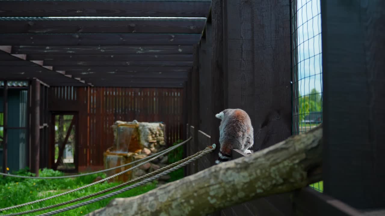 Two ring-tailed lemurs sit on wooden beams inside an outdoor enclosure, calmly observing their surroundings near ropes and a small waterfall feature