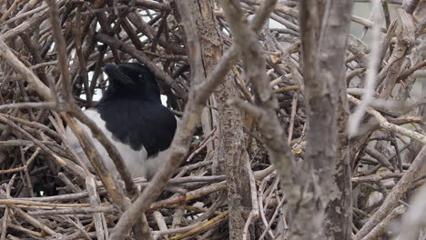 close up flat light magpie bird sits in nest of twigs in poplar tree