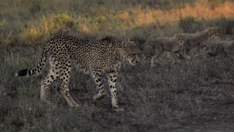 madre guepardo con un grupo de jóvenes cachorros juveniles en la familia