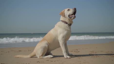 cute playful labrador playing with owner on seashore.