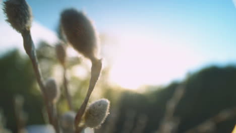extreme close up of a pussywillow at dusk