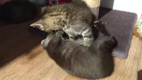 kittens