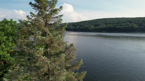 Rising-drone-shot-of-a-pine-tree-foreground-with-Deep-Creek-lake-Maryland-behind