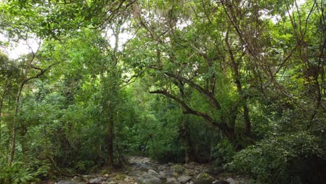 An-establishing-dolly-shot-tracking-down-a-dry-riverbed-full-of-rocks,-surrounded-by-vibrant-greenery-and-tropical-trees