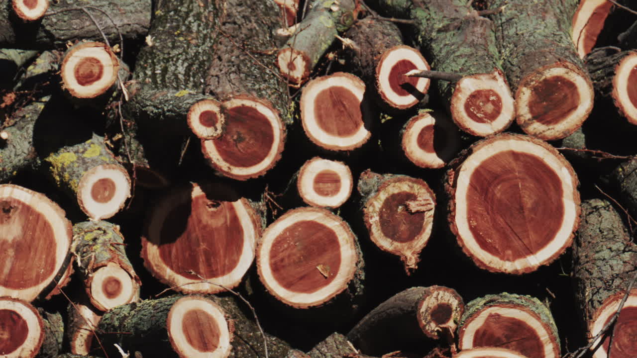 Primer plano detallado de troncos cortados mostrando los anillos del árbol y la textura natural de la madera