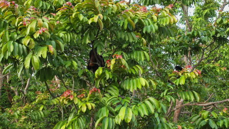el hipnotizante ateles geoffroyi en medio del verde dosel de costa rica.