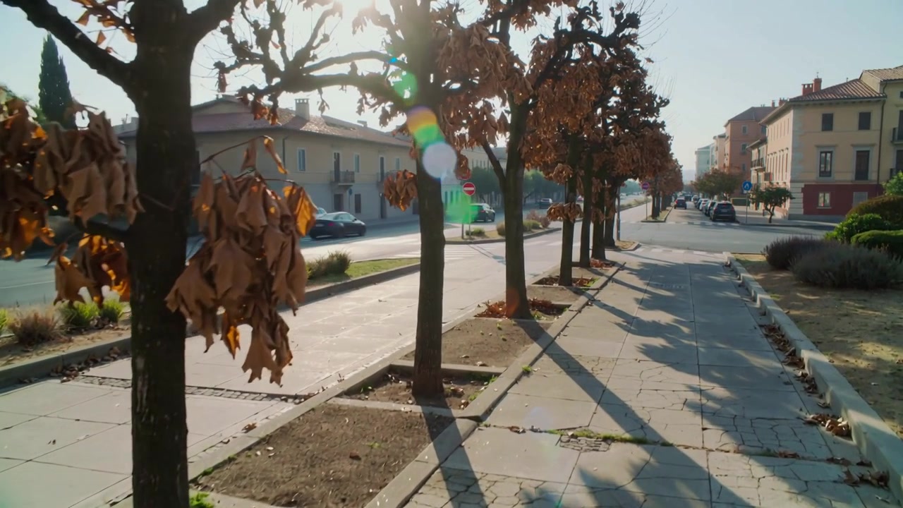Pushing camera chasing sun flare tracking pruned trees with dry leaves revealing residential street