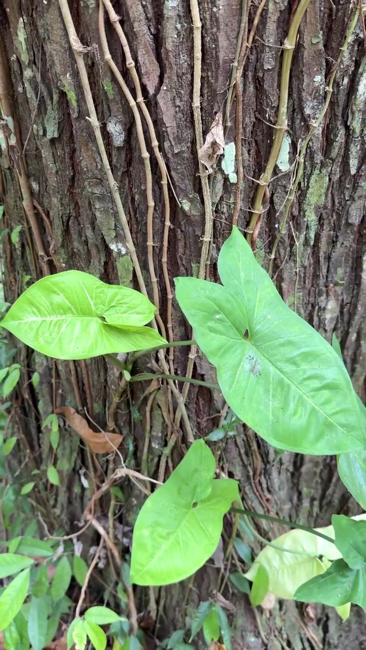 Hojas verdes de Syngonium creciendo sobre corteza de árbol texturizada