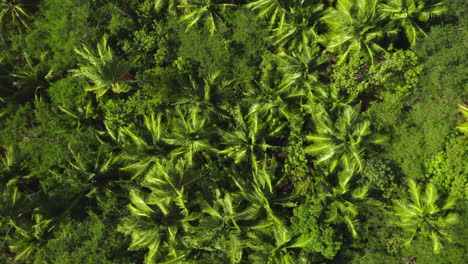 overhead view of lush palm tree canopy in tropical rainforest jungle