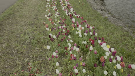 close up tulip flowers grow near the beach and road