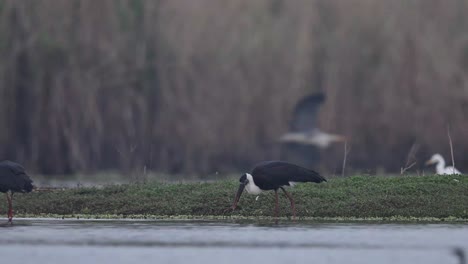 woolly-necked storks fishing in wetland-4