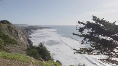 sweeping ocean view from a grassy cliffside, with wind-blown pine branches in the foreground and waves crashing along the rugged coastline