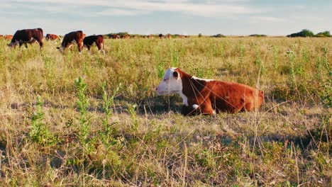 This-idyllic-rural-setting-reflects-the-simple-beauty-of-nature-and-the-quiet-harmony-of-farm-life,-where-the-cows-move-leisurely,-enjoying-their-day-in-the-sun