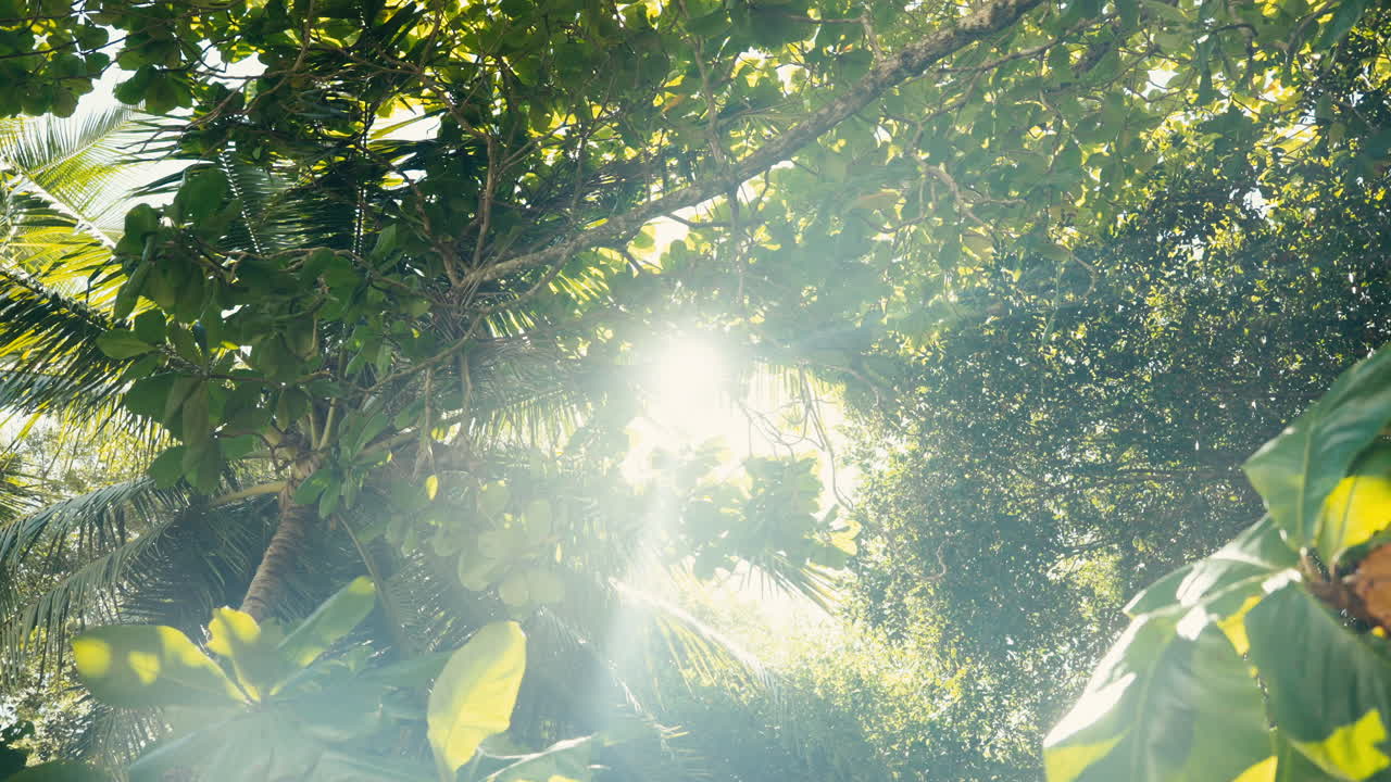 Lush tropical foliage with bright sunlight