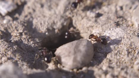 ants running to their anthill. morning sunlight. ant community. extreme macro close up shot.
