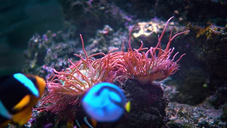 topical saltwater fish ,clownfish anemonefish