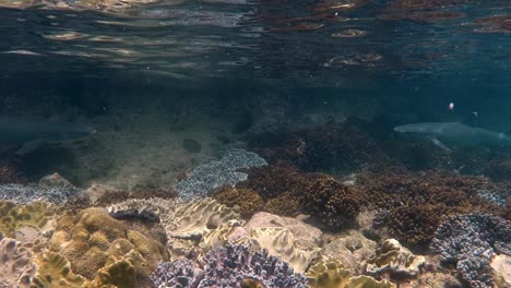 Whitetip reef sharks swimming together in a shallow area with coral reef and water reflections.