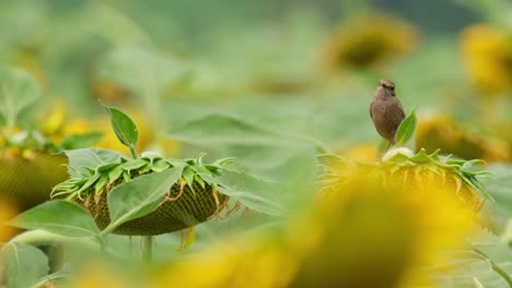 カメラがズームアウトして右に滑りこの鳥が周りを眺めているときピエド・ブッシュチャット・サキシコラ・カプラタ (pied bushchat saxicola caprata) タイ