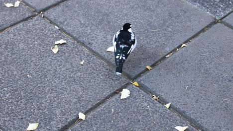 a magpie lark walking on a paved street