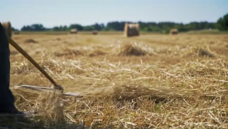 Harvesting Process: A Farmer Using a Traditional Tool to Manage Straw on a Sunny Day in the Field, Emphasizing the Art of Agriculture and Sustainable Practices