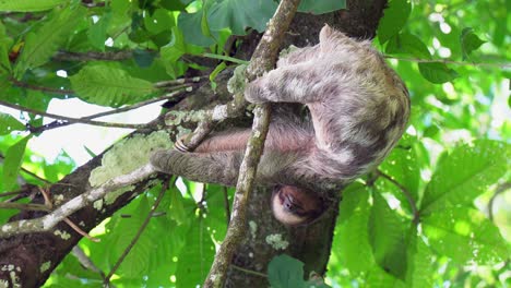 vertical format: sleepy sloth naps hanging upside down in jungle tree