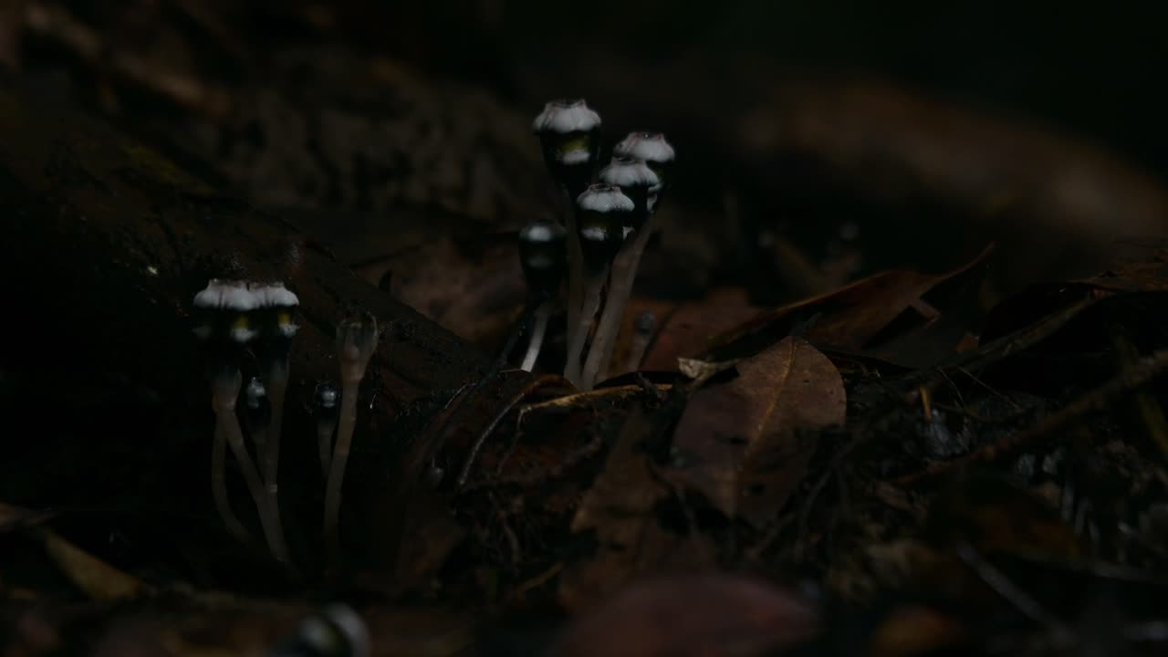 muy oscuro en el bosque mientras la luz brilla en este bosque plantas del suelo, thismia mirabilis, tailandia