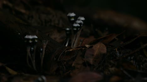 very dark in the forest as light shines on this forest ground plants, thismia mirabilis, thailand