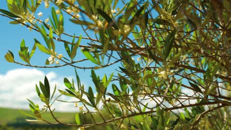 close tracking view of olive branches and leaves with the new zealand countryside in the background