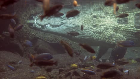 pov shot underwater showing swimming fish and dangerous crocodiles