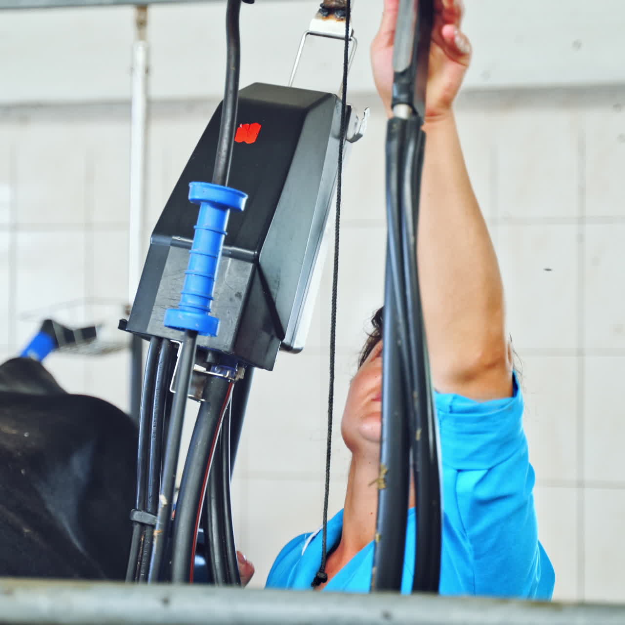 Female worker customizes automated milking machine on milk factory. Farming, automated technology equipment, agriculture industry and animal husbandry concept