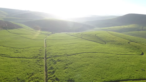 Aerial-drone-shot-over-vast-sugar-cane-plantations-in-South-Africa