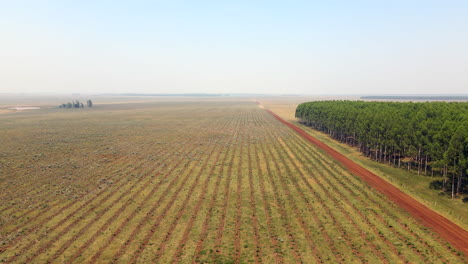 Grüner-Bonus,-Wiederaufforstungsfeld-In-Südamerika