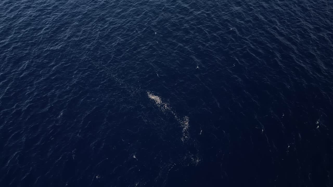Aerial View Of Whale Swimming Offshore In Distance In Vast Dark Blue Ocean, Comoros Islands