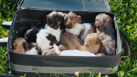 a suitcase full of little jolly puppies lies on the green grass