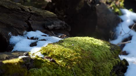 a close up shot of moss and snow within a woodsy forest scene