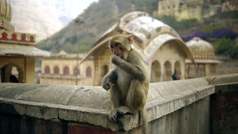 close up shot of a beautiful young monkey peeling a nut. sitting on a wall with a breath-taking vibrant indian view in the background