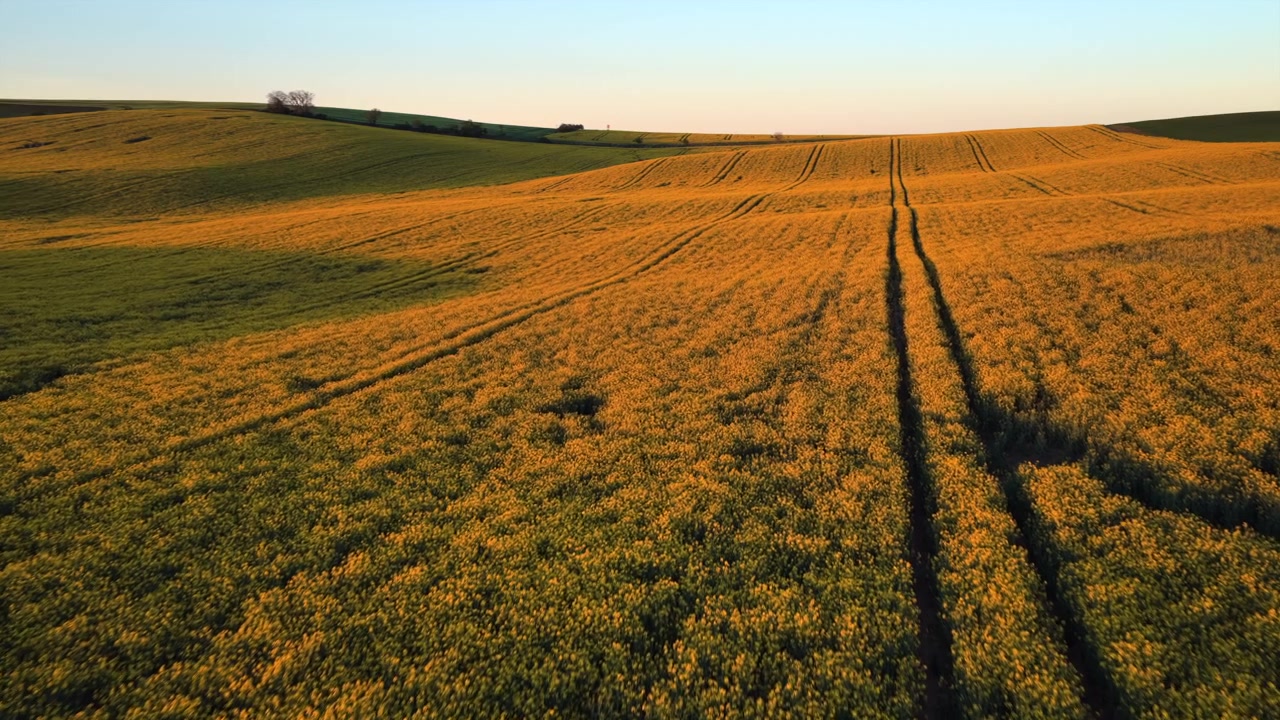 Aerial drone view of a golden rapeseed field with tractor tracks converging toward rolling green hills under a clear evening sky, Moravia, Czech Republic.