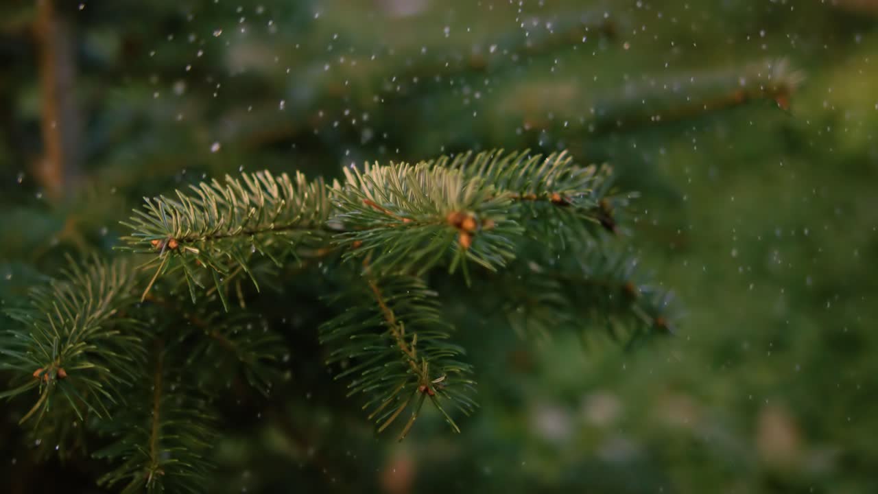 First snow. The first snowflakes fall on the pine needles.