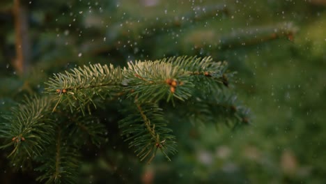 first snow. the first snowflakes fall on the pine needles.