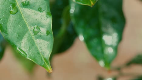 roll focus across wet leaves on a tree