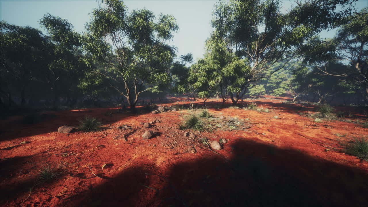 오스트레일리아의 숲에서 해가 지는 것