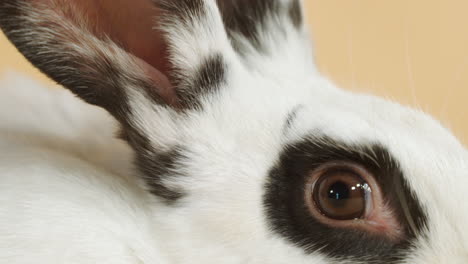 white rabbit with black spots still wide eye - detail close up