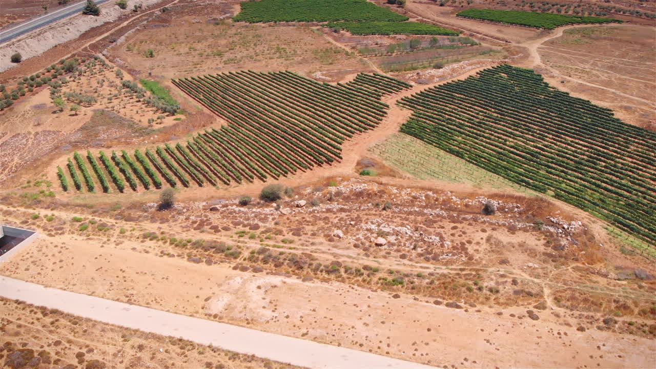 Vineyard field in the desert Aerial view
